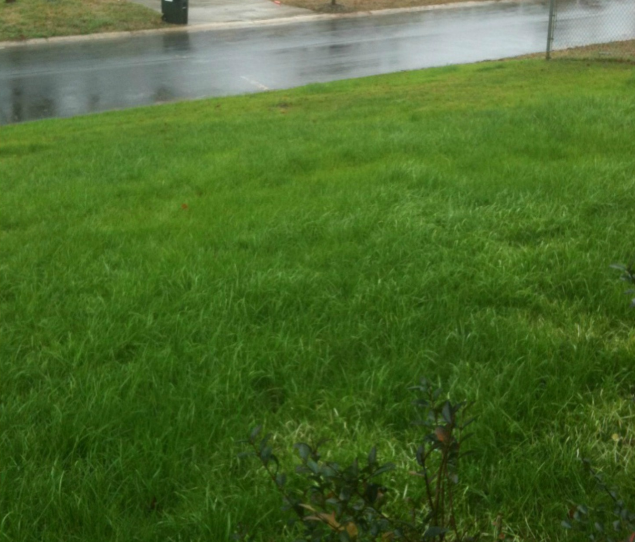 Neatly mowed lawn after service