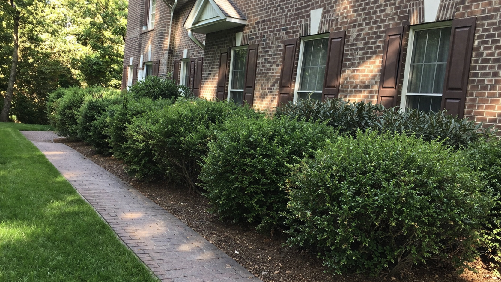 Untrimmed shrubs before